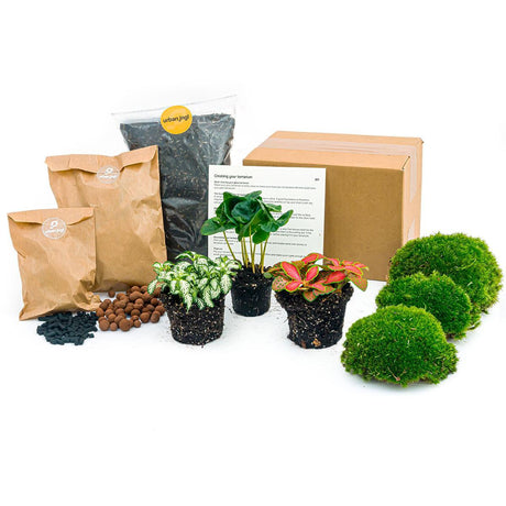 Livraison plante Kit rempotage plantes pour terrarium