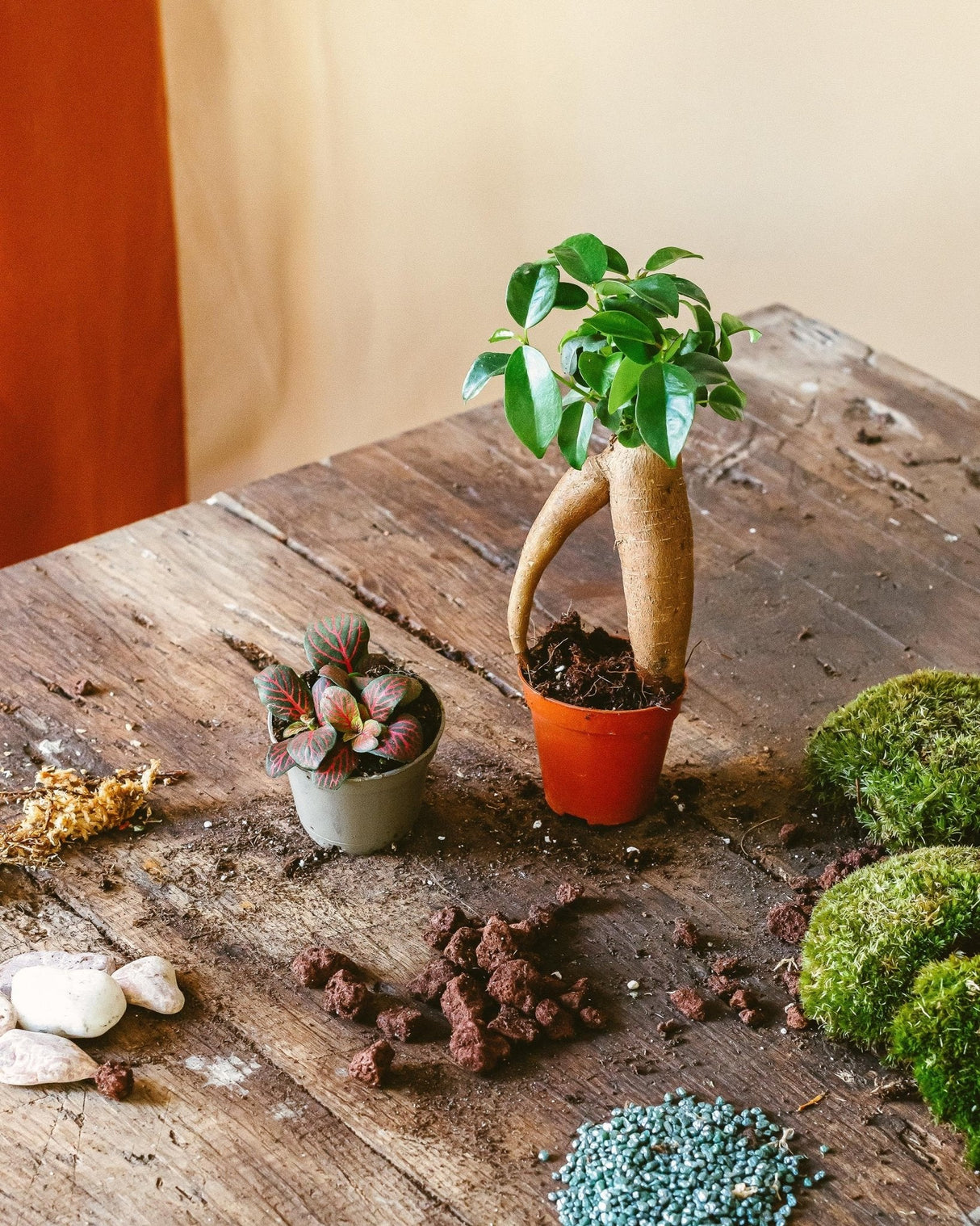 Kit Terrarium DIY - Plantes Ficus & Fittonia vert Terrarium à réaliser  soi-même – La Green Touch