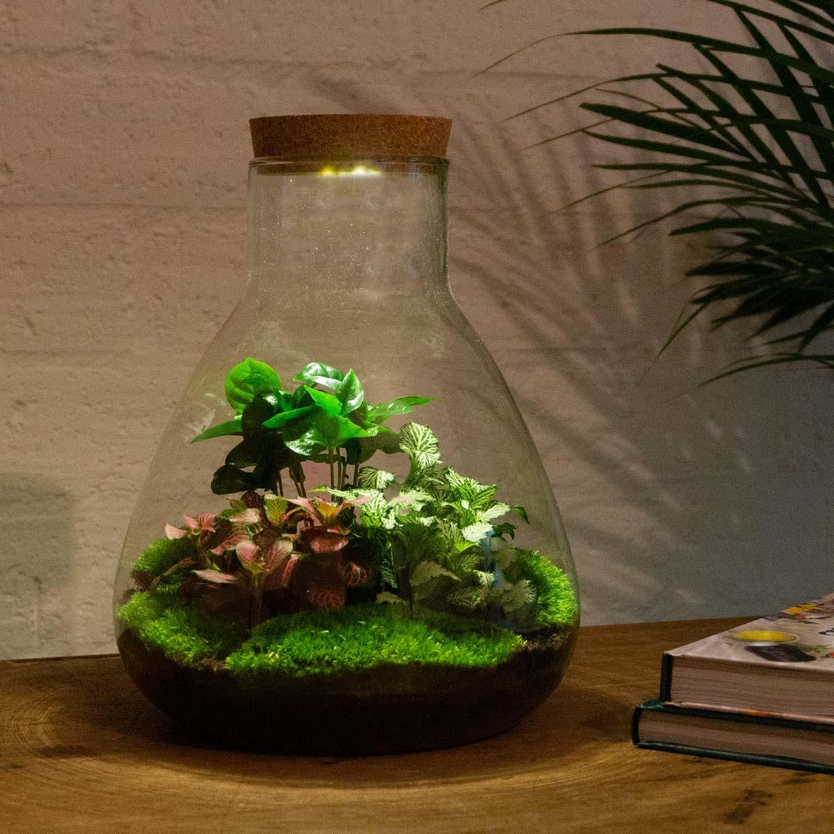 Livraison plante Kit Terrarium DIY 3 plantes - SAMOS