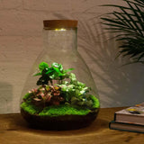 Livraison plante Kit Terrarium DIY 3 plantes - SAMOS