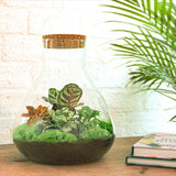 Livraison plante Kit Terrarium DIY 3 plantes - SAMOS