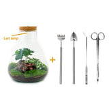 Livraison plante Kit Terrarium DIY 3 plantes - SAMOS