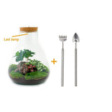 Livraison plante Kit Terrarium DIY 3 plantes - SAMOS