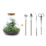 Livraison plante Kit Terrarium DIY 3 plantes - SAMOS