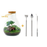 Livraison plante Kit Terrarium DIY 3 plantes - SAMOS