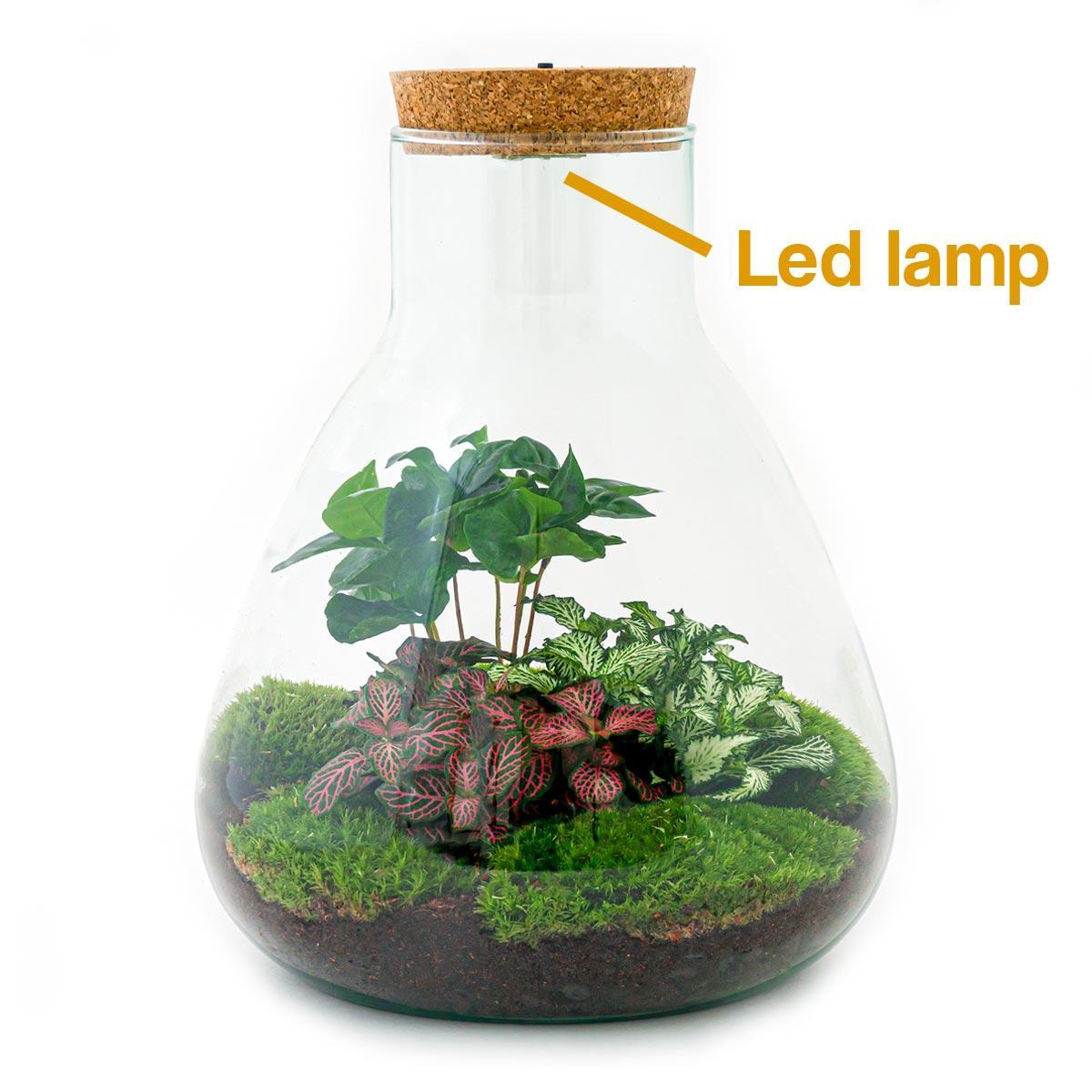 Livraison plante Kit Terrarium DIY 3 plantes - SAMOS