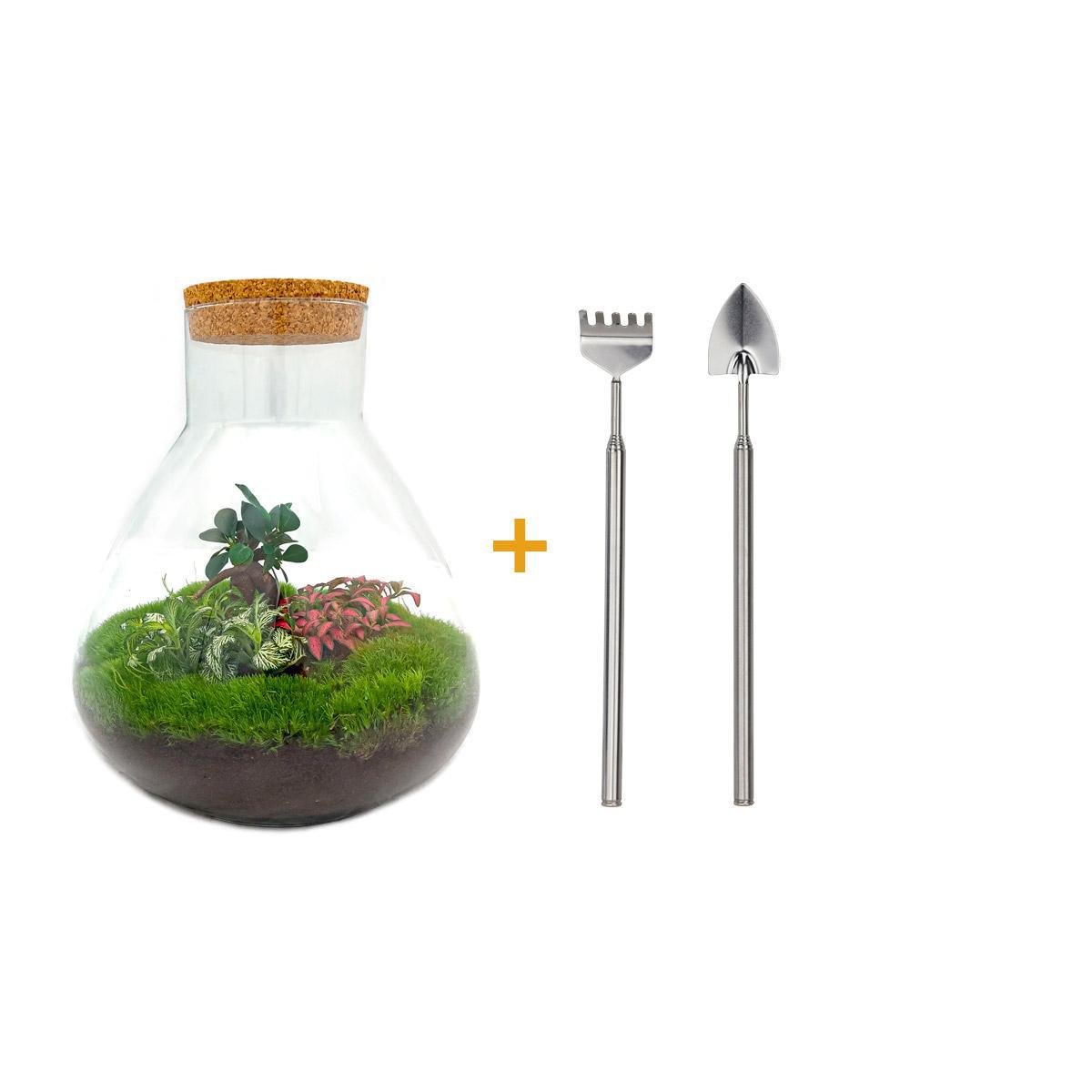 Livraison plante Kit Terrarium DIY 3 plantes - SAMOS