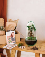 Livraison plante Kit Terrarium DIY - ALBA