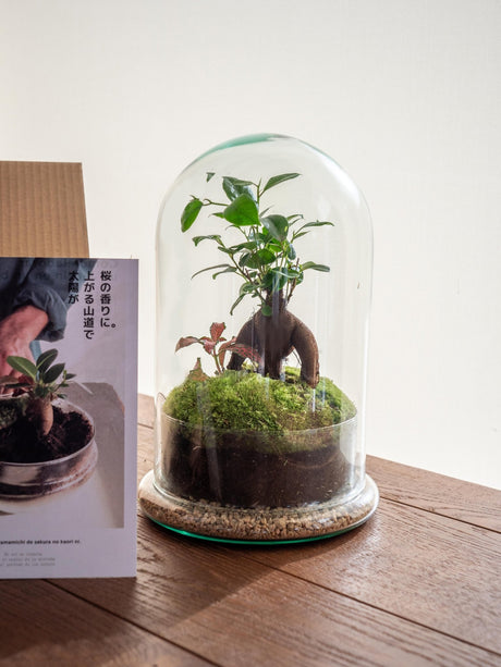 Livraison plante Kit Terrarium DIY - ALMA