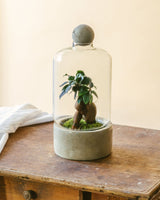Kit Terrarium DIY - BETON