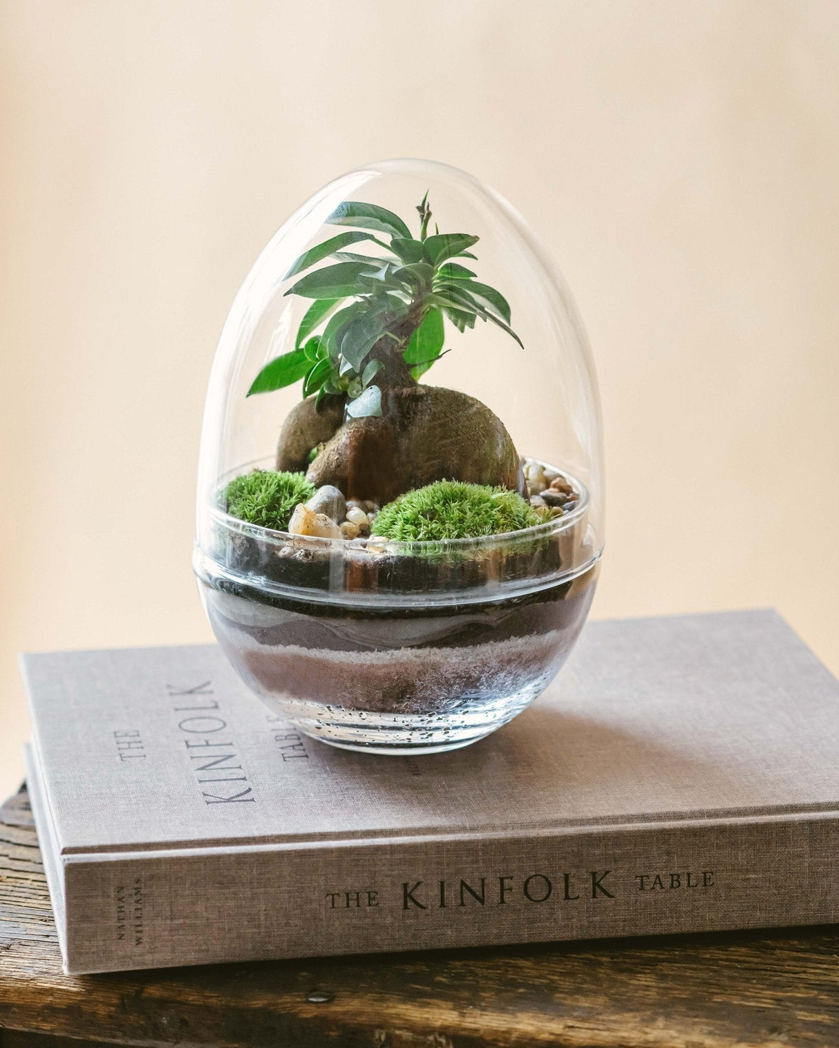 Livraison plante Kit Terrarium DIY - BOHOL