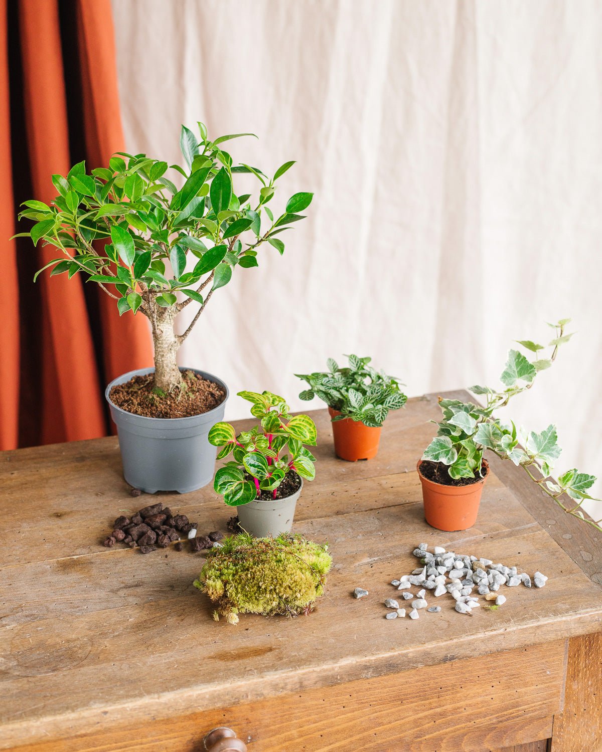 Kit terrarium DIY Bonsai - 4 Plantes