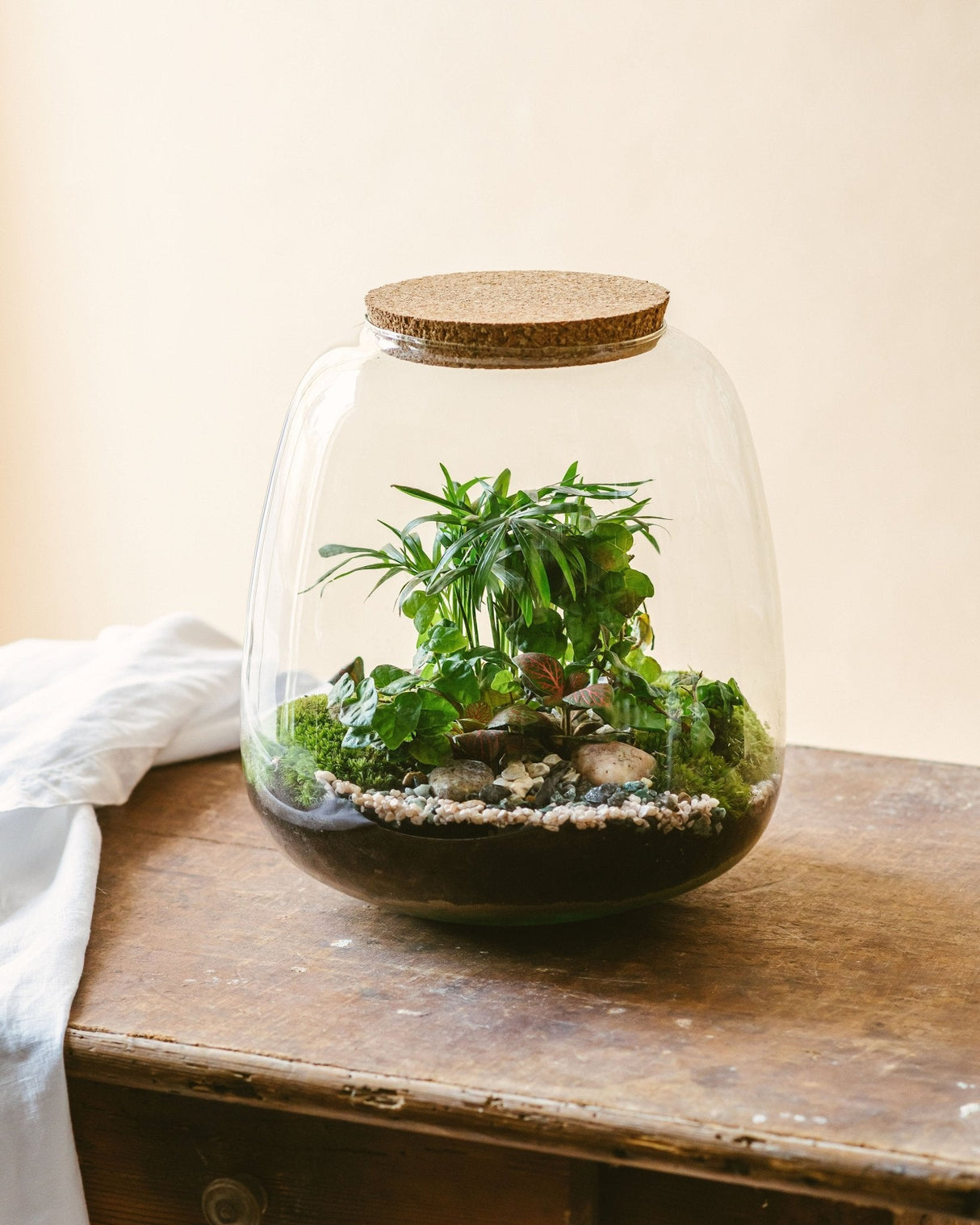 Terrarium plante kit DIY à faire soi-même - Les Beauxtanistes