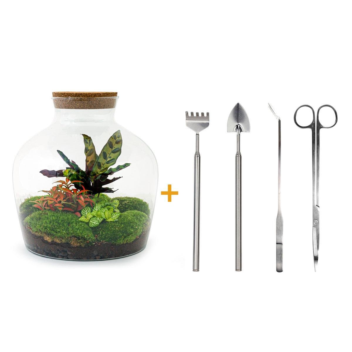 Livraison plante Kit Terrarium DIY - JOY