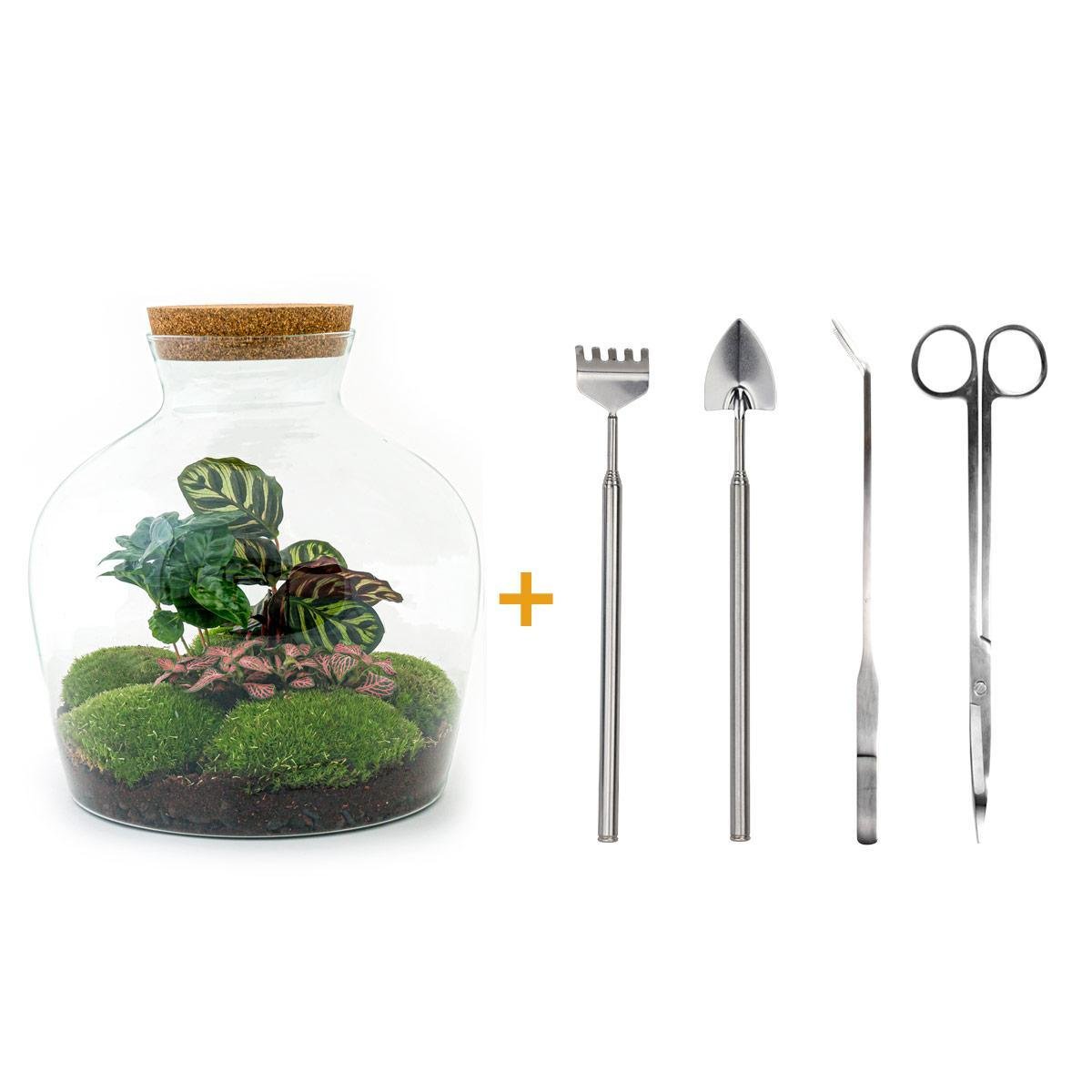 Livraison plante Kit Terrarium DIY - JOY