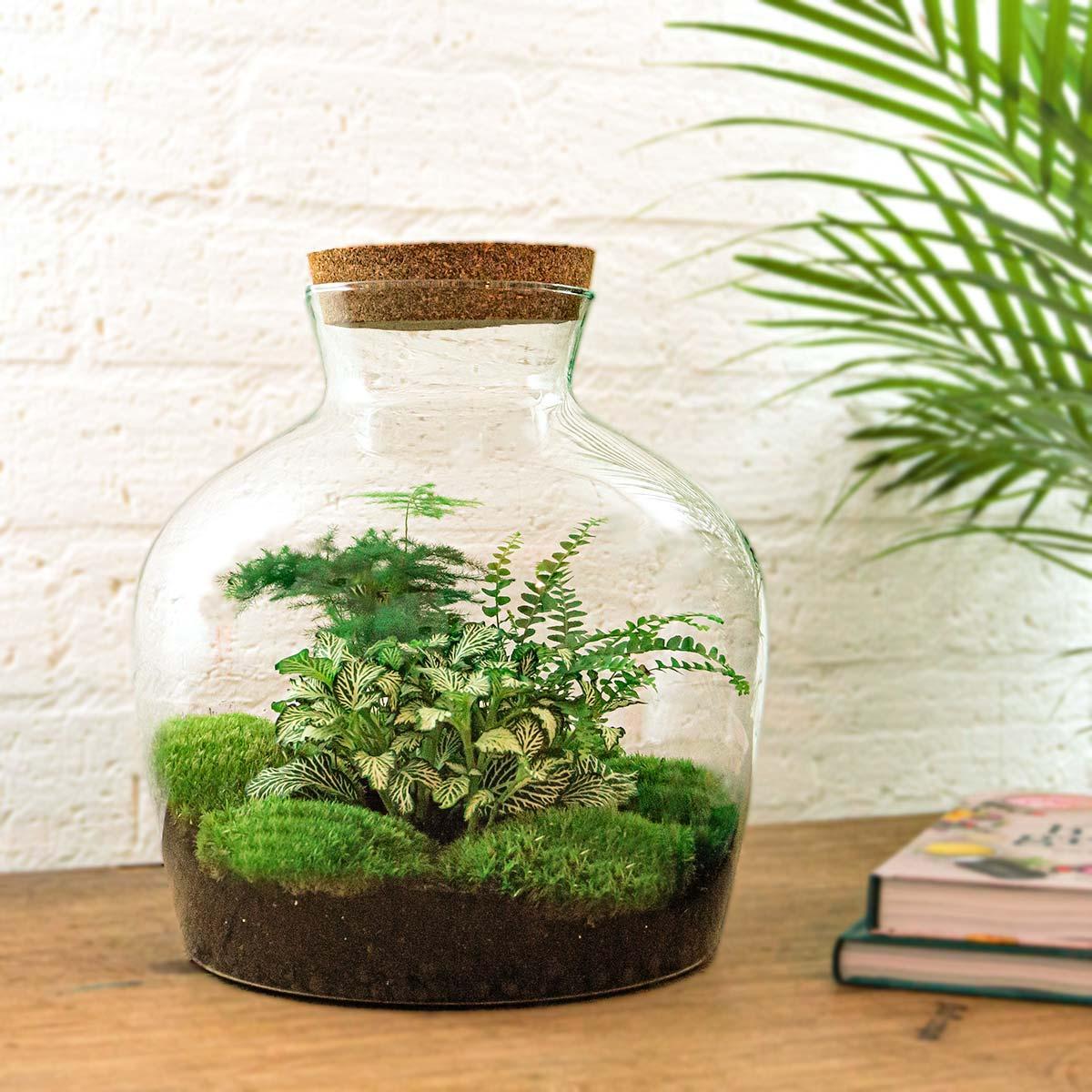 Livraison plante Kit Terrarium DIY - JOY