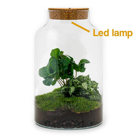 Livraison plante Kit Terrarium DIY - MILA