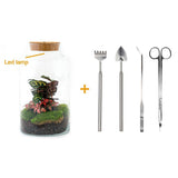 Livraison plante Kit Terrarium DIY - MILA