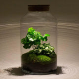 Livraison plante Kit Terrarium DIY - MILA