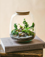 Composer son terrarium avec un Kit terrarium plante DIY – La Green Touch