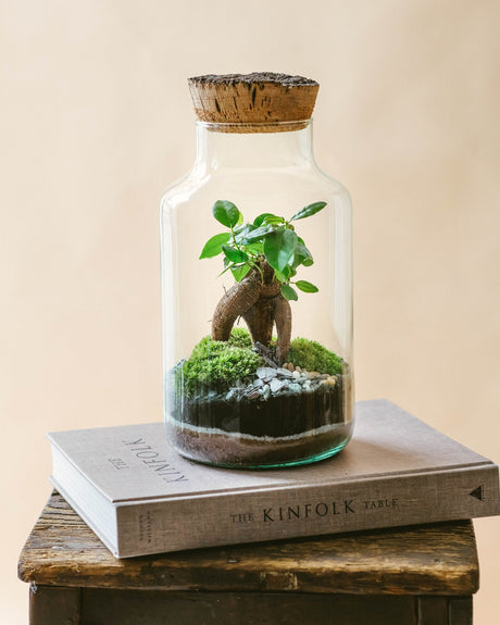 Livraison plante Kit Terrarium DIY - NAPOLI