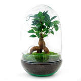 Livraison plante Kit Terrarium DIY - PARIS