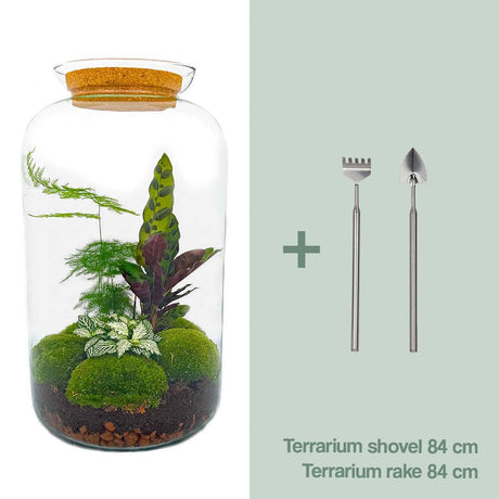 Livraison plante Kit Terrarium DIY - SALEN