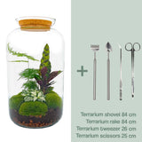 Livraison plante Kit Terrarium DIY - SALEN