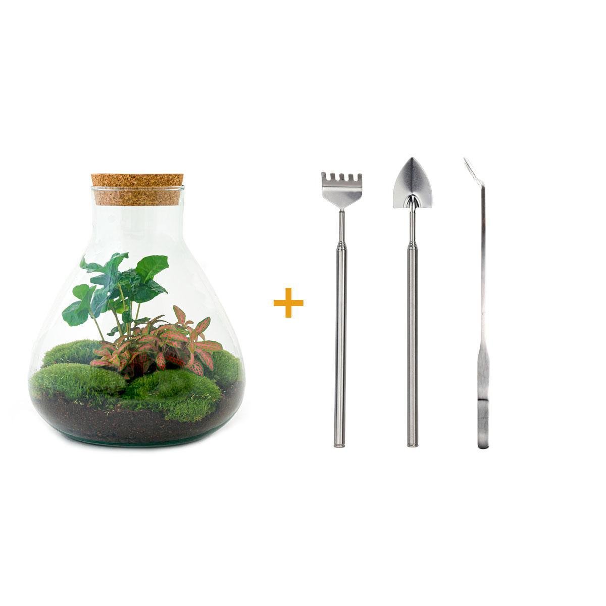 Livraison plante Kit Terrarium DIY - SAMA