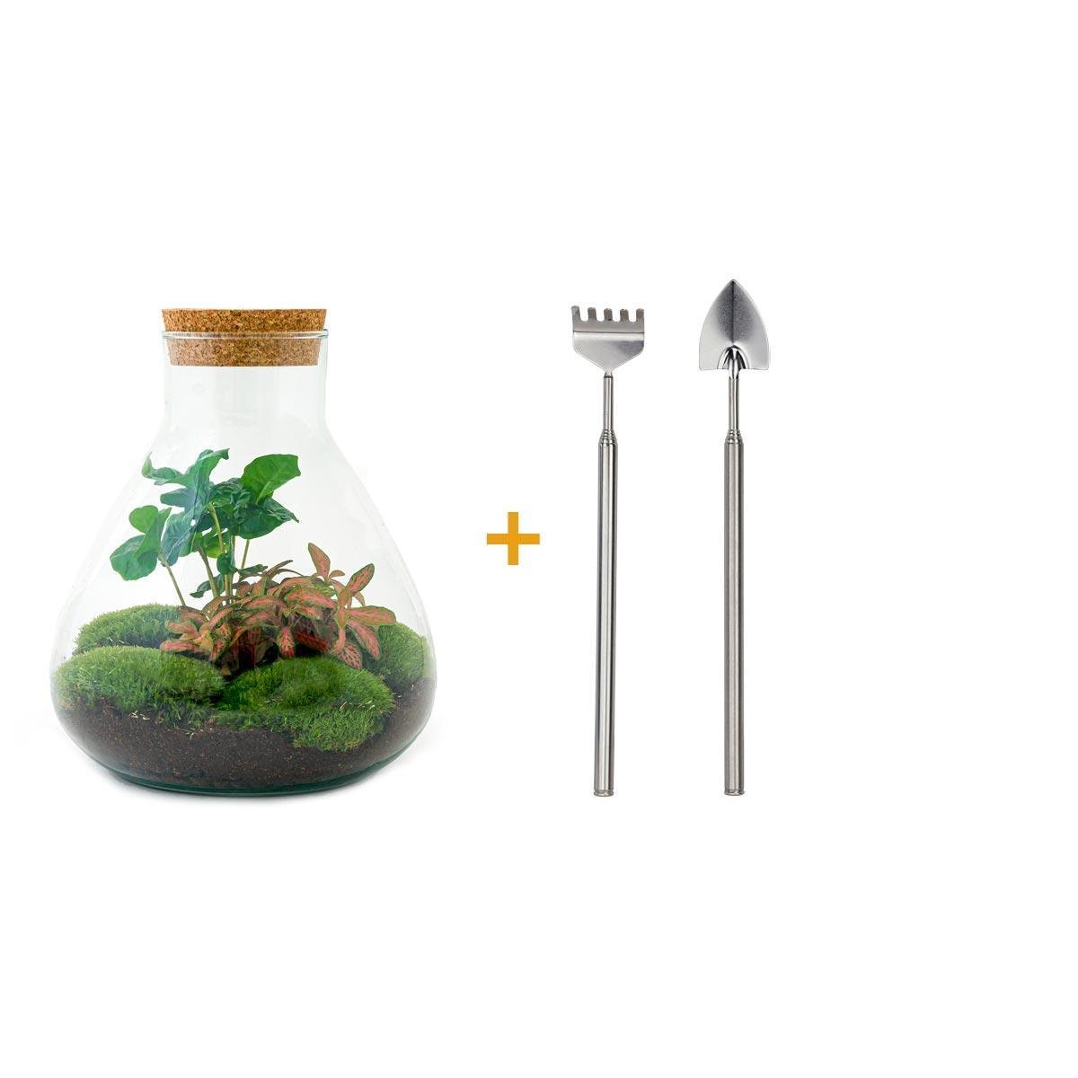 Livraison plante Kit Terrarium DIY - SAMA