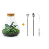 Livraison plante Kit Terrarium DIY - SAMA