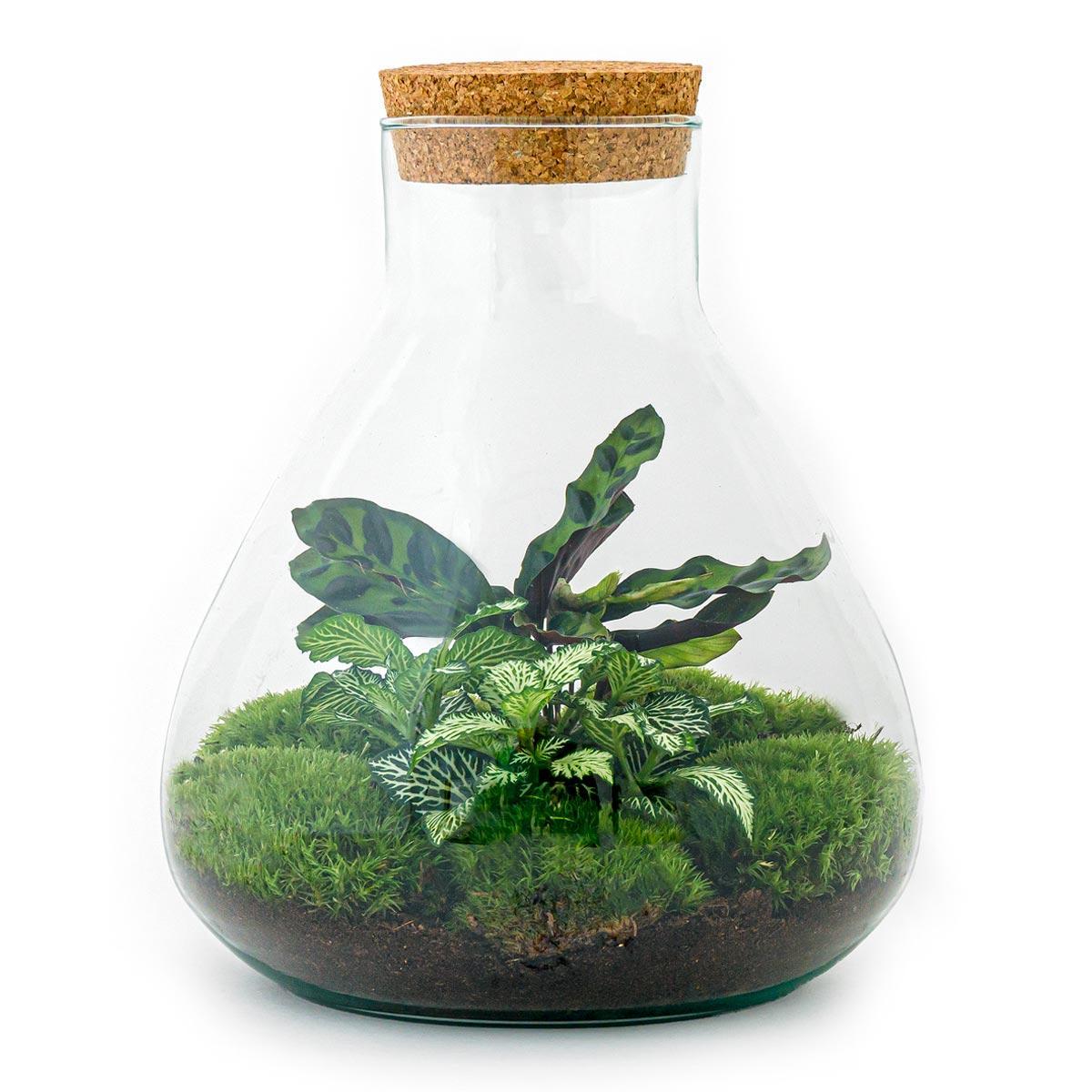 Livraison plante Kit Terrarium DIY - SAMA