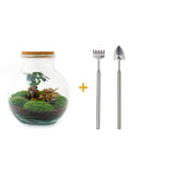 Livraison plante Kit Terrarium DIY - TEDDY