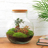 Livraison plante Kit Terrarium DIY - TEDDY