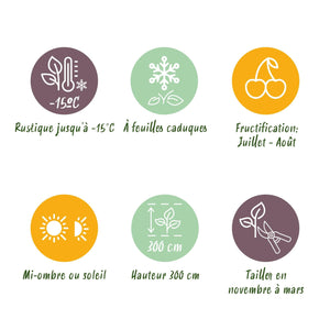 Livraison plante Kiwi Actinidia arguta Issai – Lot de 2 – Pot 11 cm