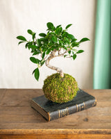 Livraison plante Kokedama - Bonsaï Ficus retusa