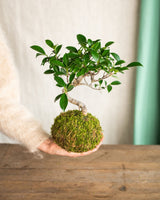 Kokedama - Bonsai Ficus retusa