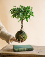 Kokedama - Geflochtener Ficus