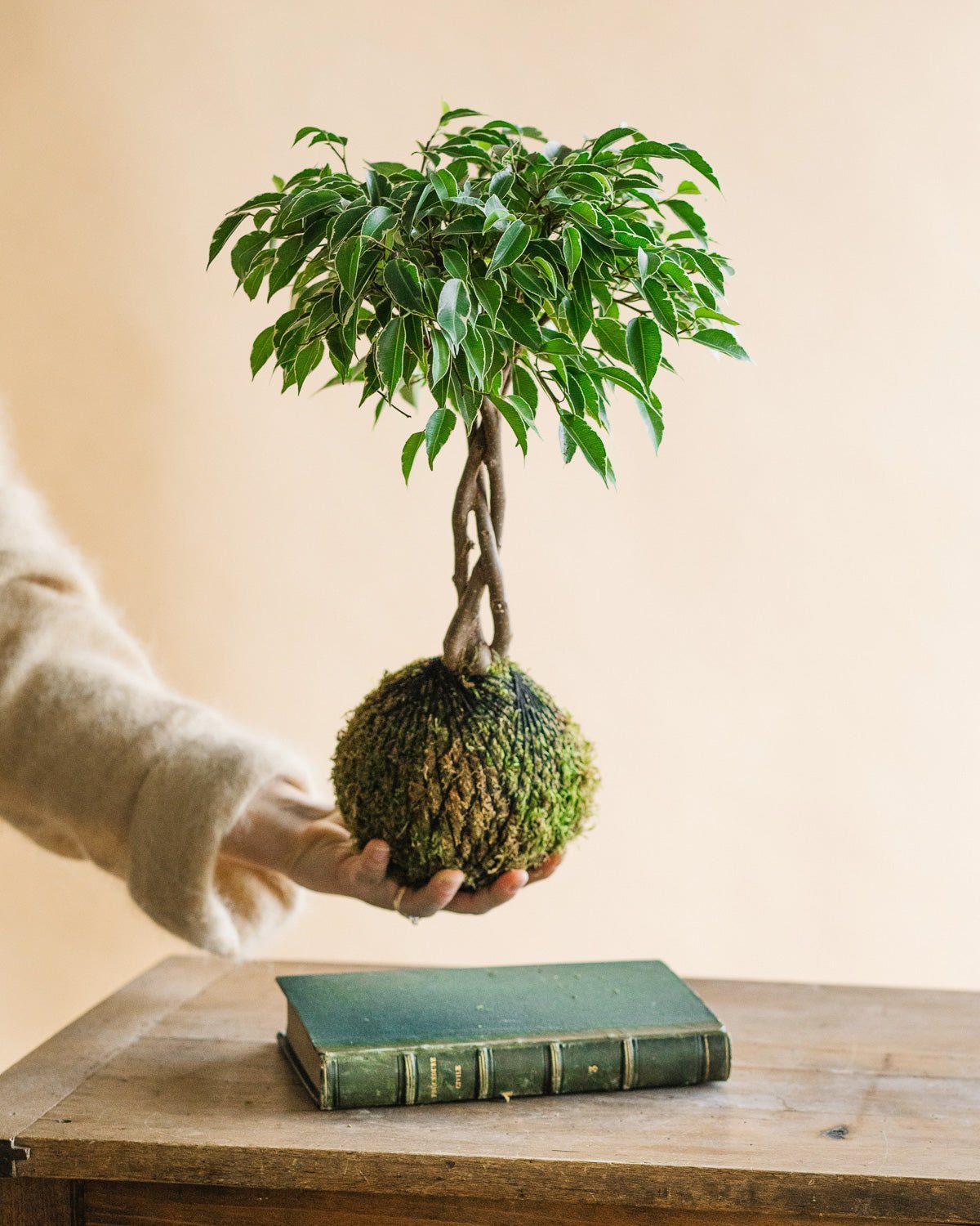 Livraison plante Kokedama - Ficus tressé