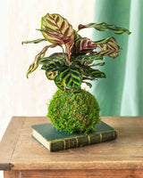 Kokedama - Makoyana