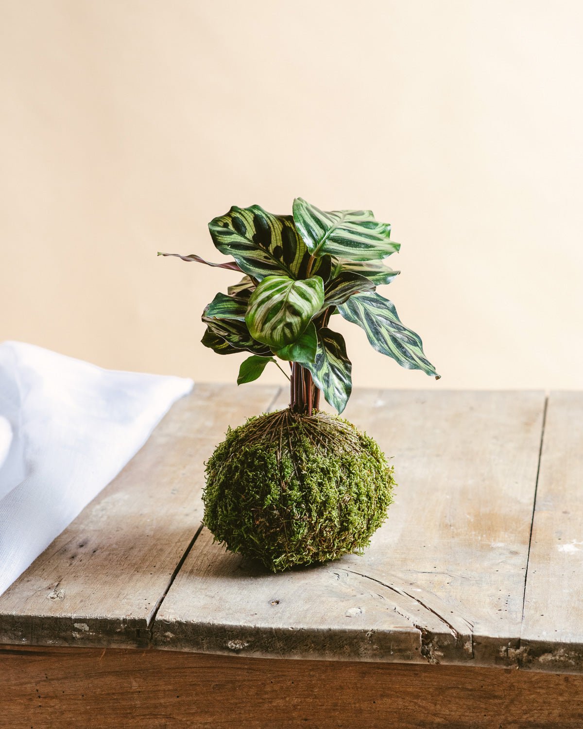 Kokedama - Makoyana