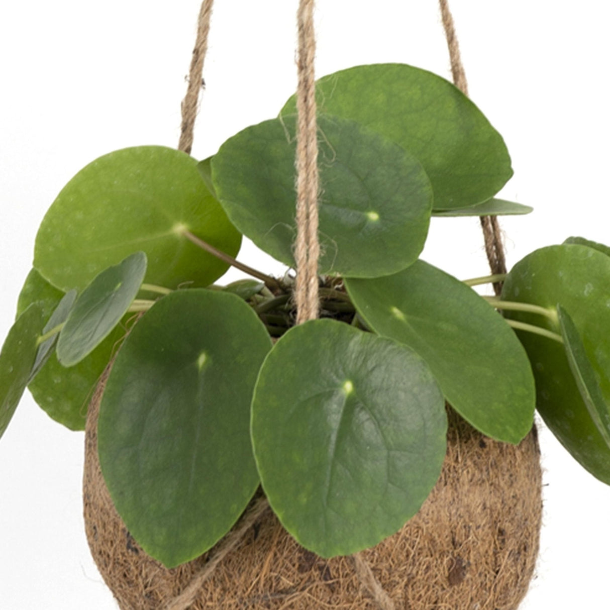 Livraison plante Kokodama Pilea Peperomiodes h20cm