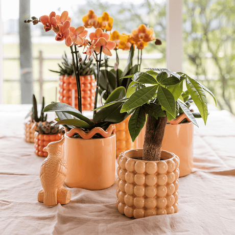 Livraison plante Kolibri Home | Poppy sierpot - Peach - Ø9cm