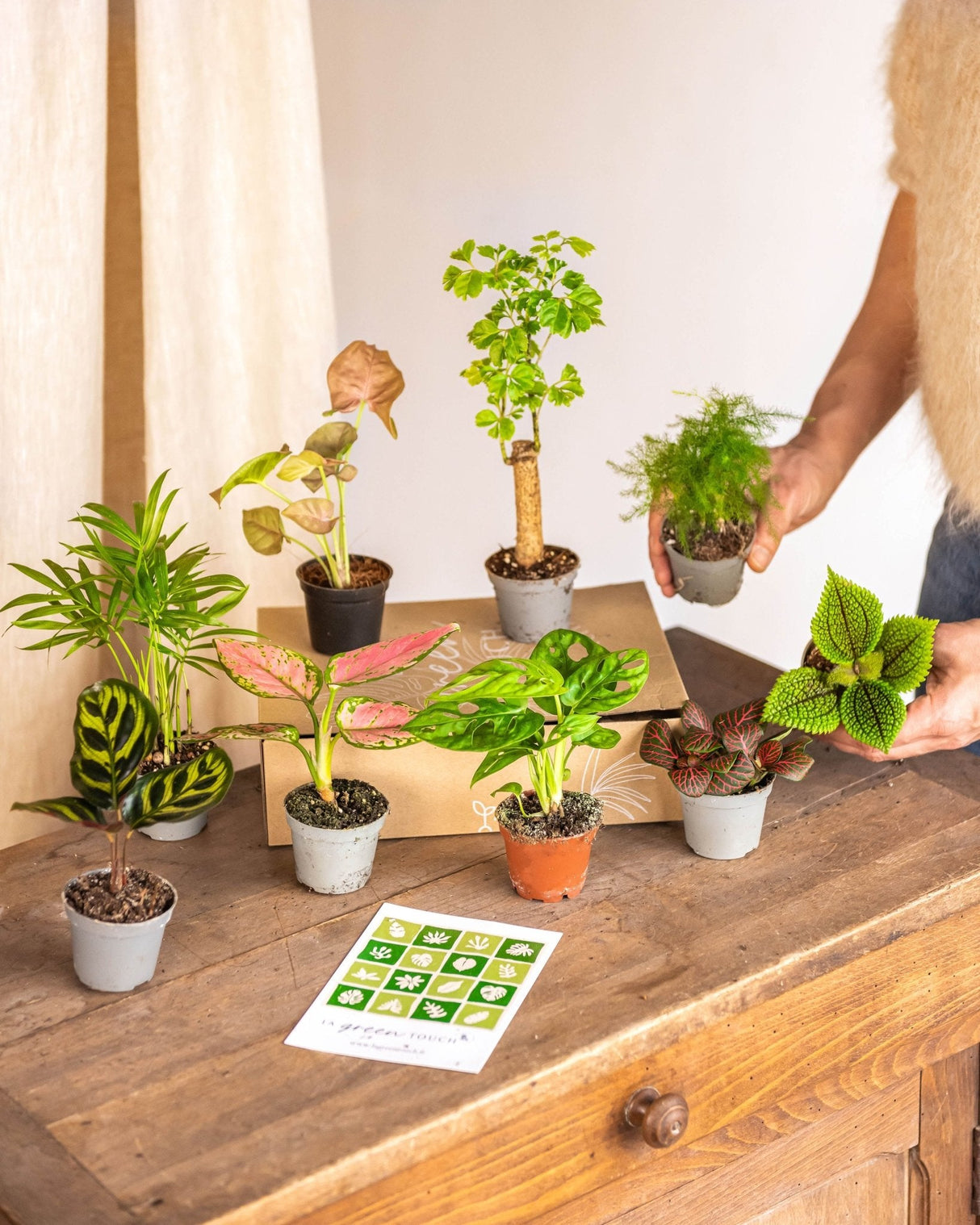 Kit jardinier d'intérieur Mon Petit Jardin – La Green Touch