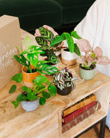 Perfekte Pflanzen-Geschenkbox – Babypflanzen-Trio