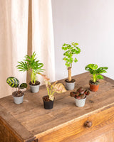 Caja regalo de plantas perfecta - Trío de plantas baby