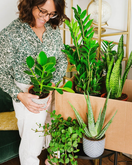 The Green Box - Easycare Plant Box
