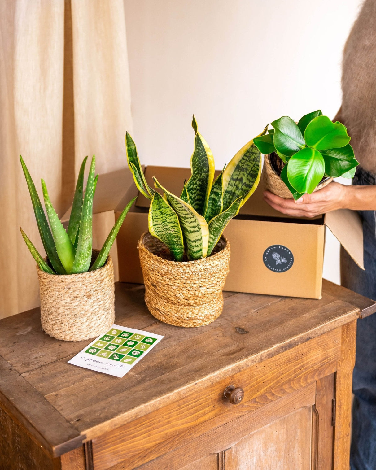 La Green Box - Coffret de Plantes Easycare