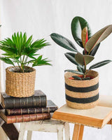 Caja para plantas de fácil cuidado