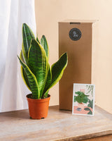 La Green Box - Coffret de Plantes Easycare